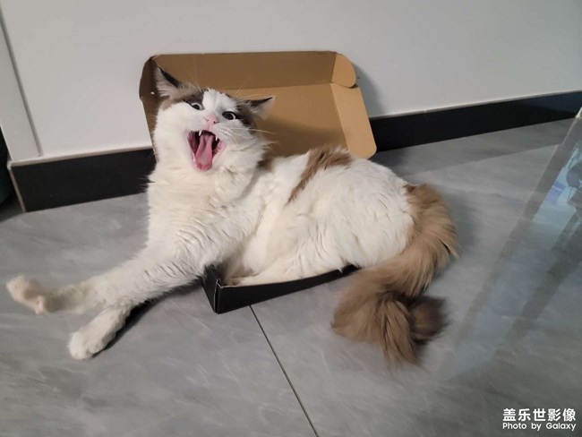 猫咪日常