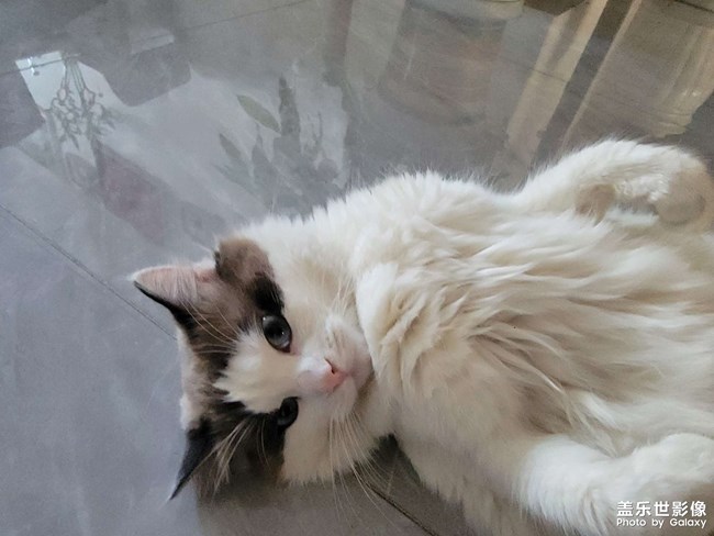 猫咪日常