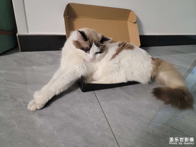 猫咪日常