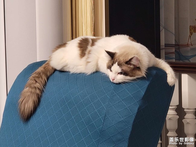 我家猫咪