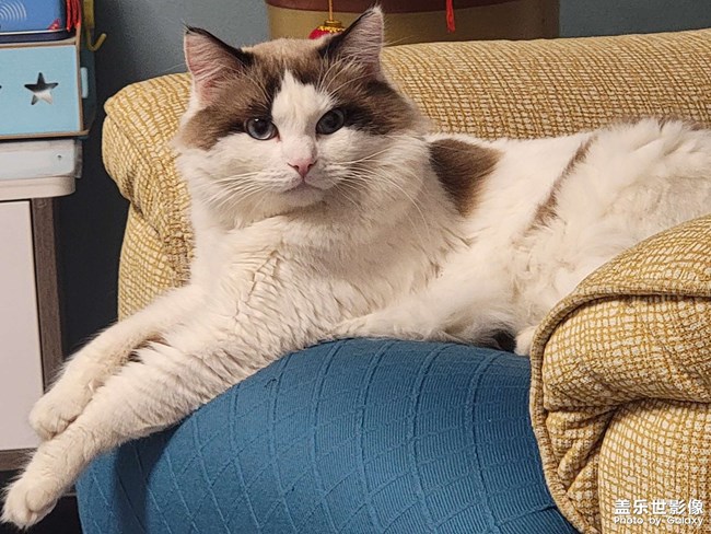 我家猫咪