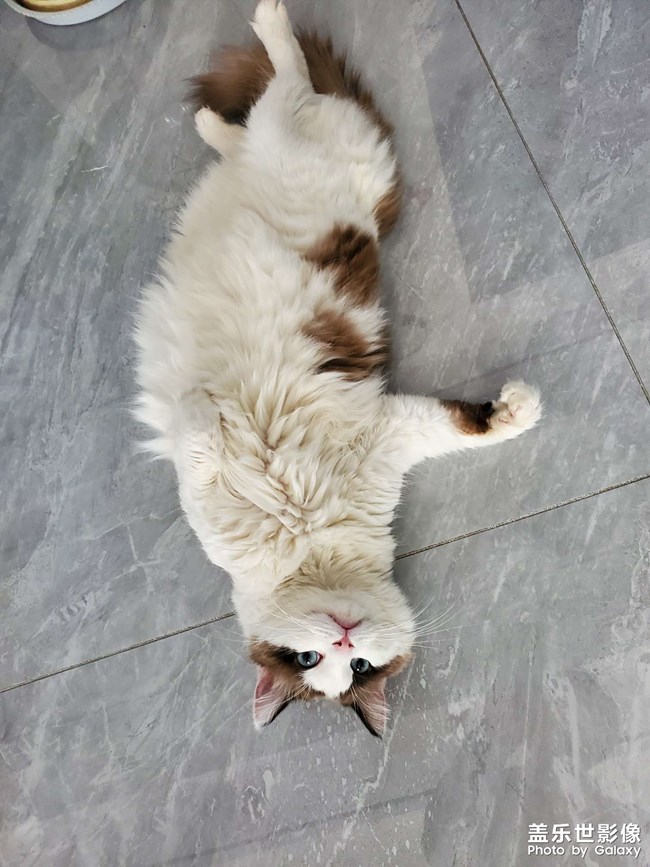 我家猫咪