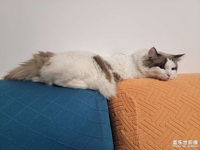 猫咪