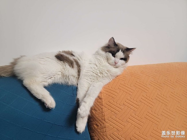 猫咪