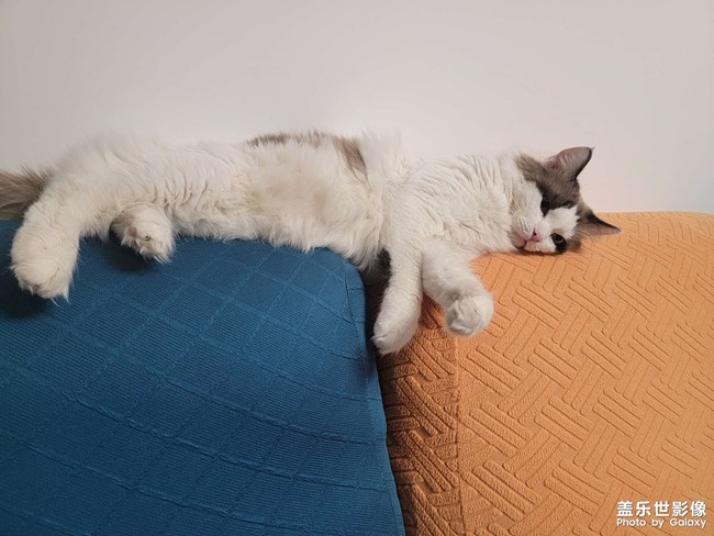 猫咪