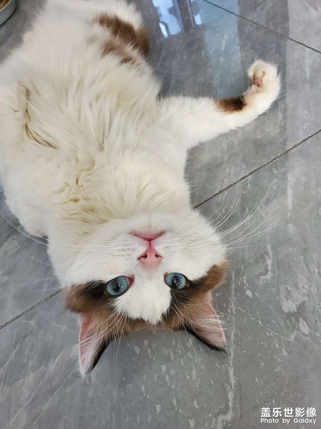 我家猫咪