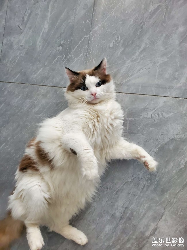 我家猫咪