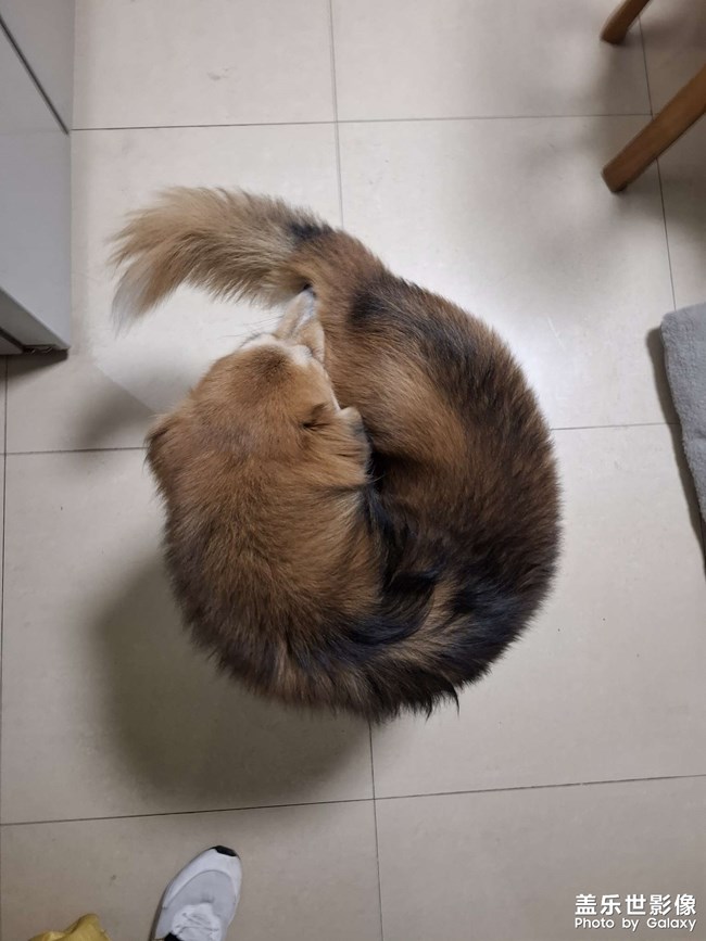 狗狗