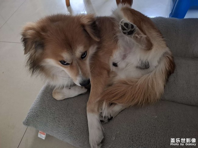 狗狗复杂的表情