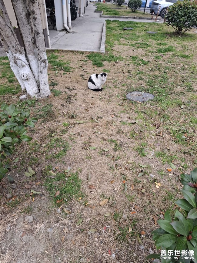 憨憨的猫咪