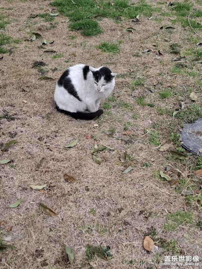 憨憨的猫咪