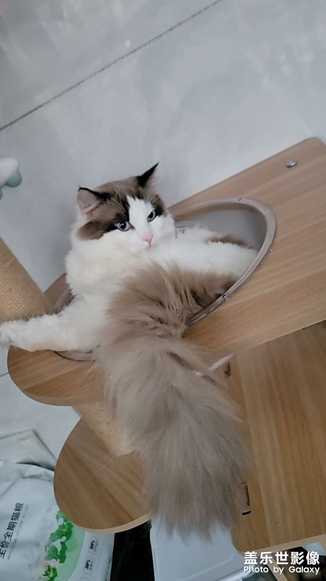 我家猫咪