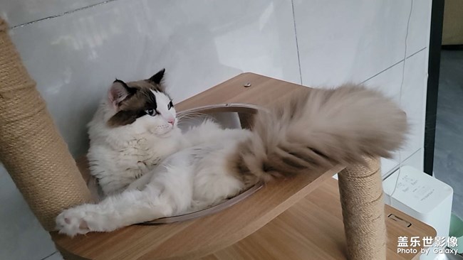 我家猫咪
