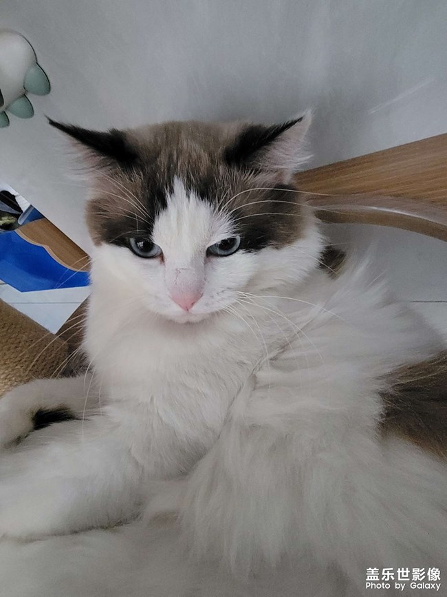 我家猫咪