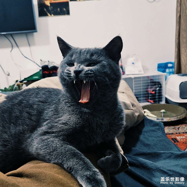 蓝猫日常