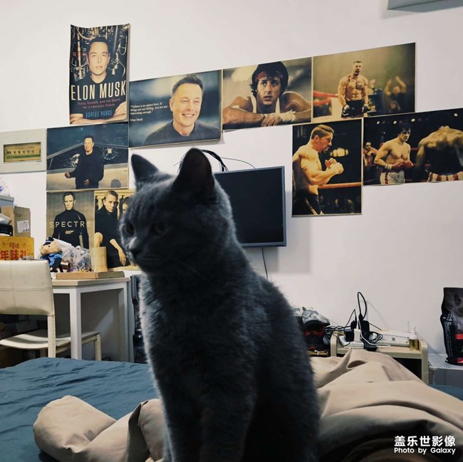 蓝猫日常