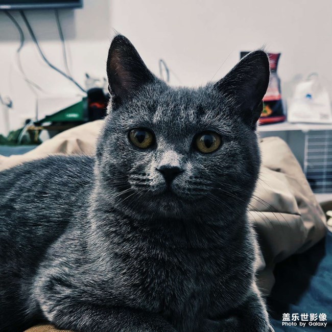 蓝猫日常