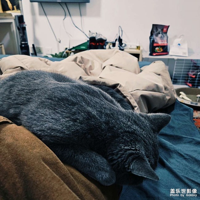 蓝猫日常