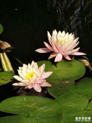 【好春光】-莲花