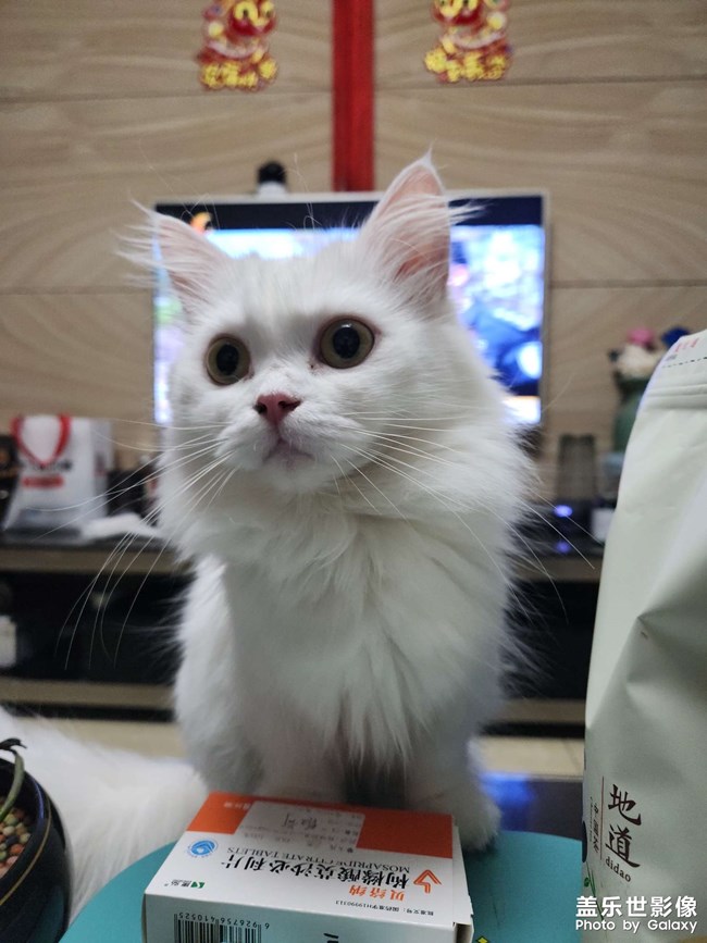两只小靓猫