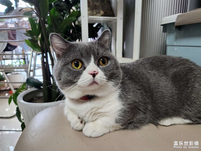 两只小靓猫