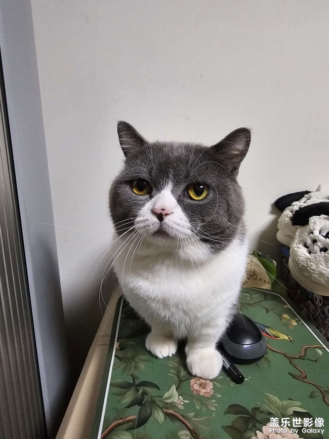 两只小靓猫