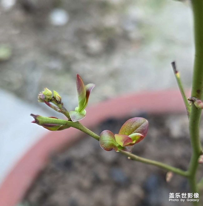 蓝莓生长记录