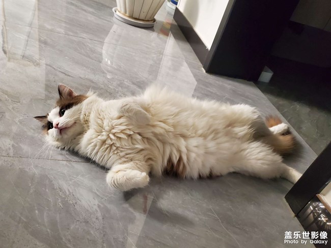小猫