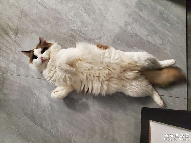 小猫