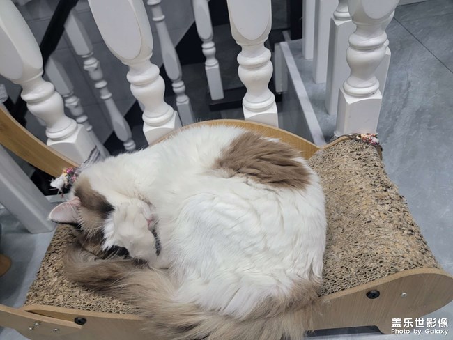 我家猫猫