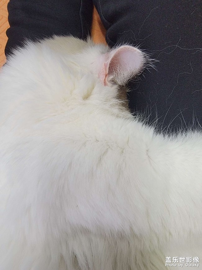 我家猫猫