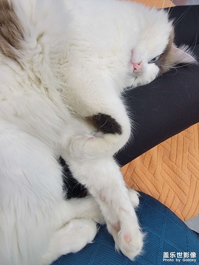 我家猫猫