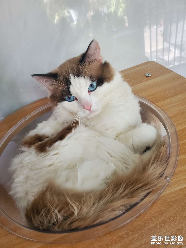 小猫