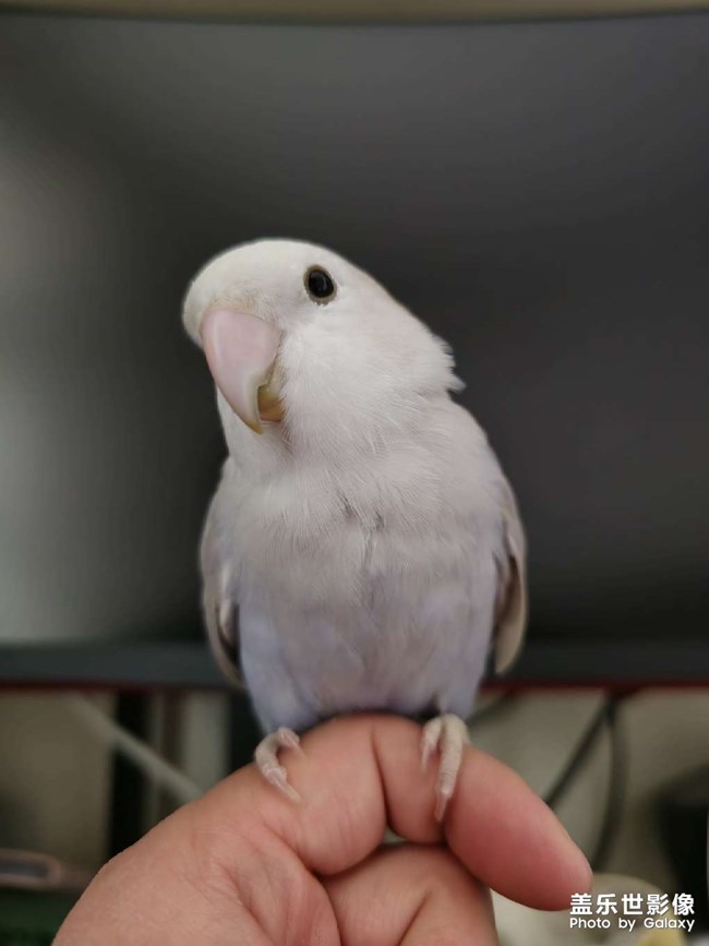 萌鸡