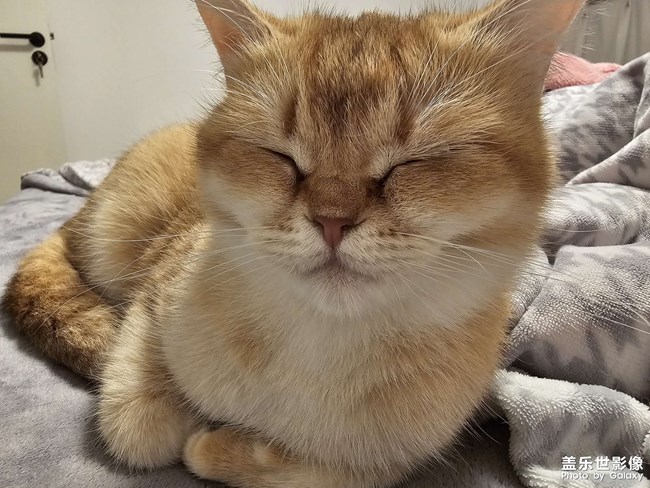 小猫猫