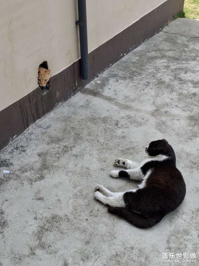 猫咪