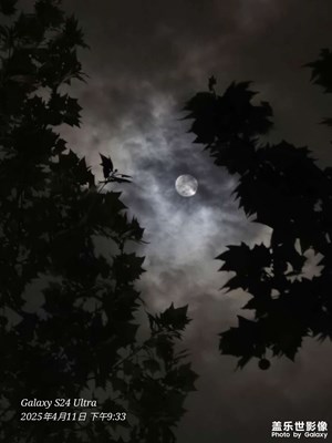 【春之夜】校园夜景随拍