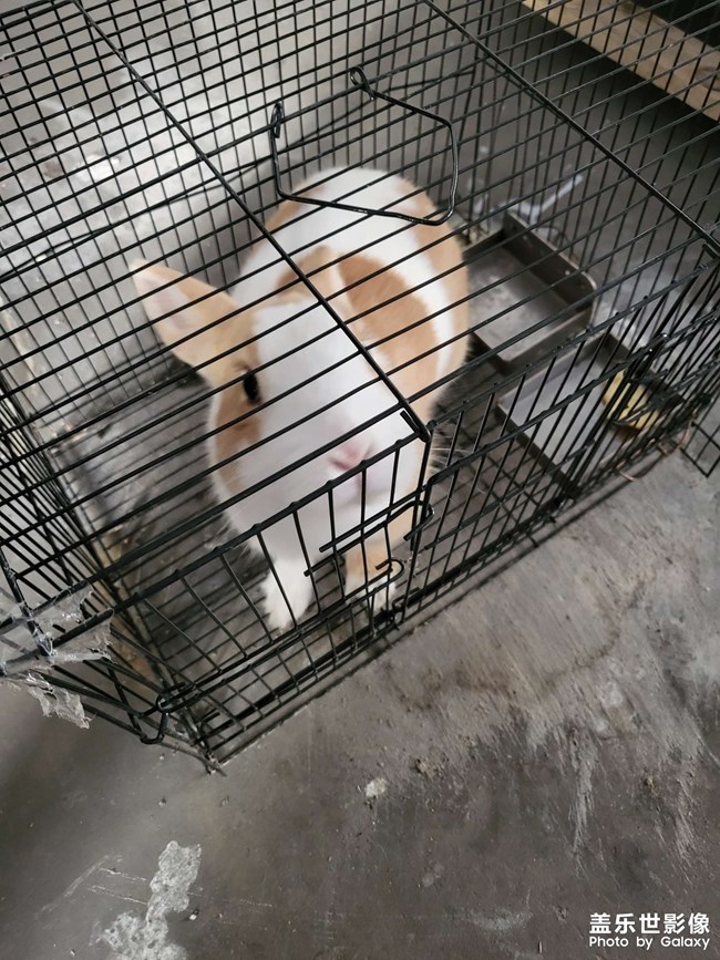 工厂里的小兔子