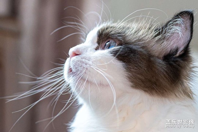 猫咪