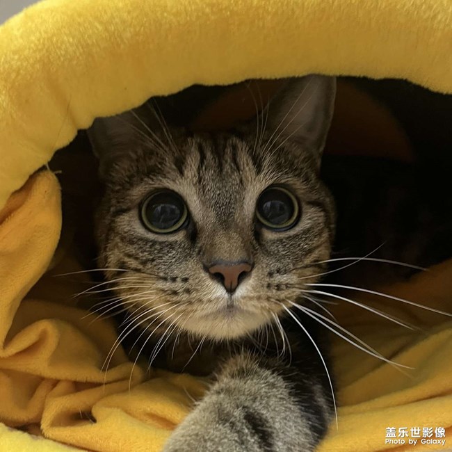猫咪