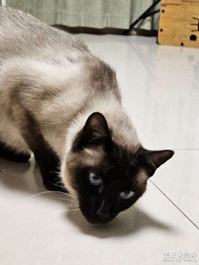 煤老板撒娇卖萌