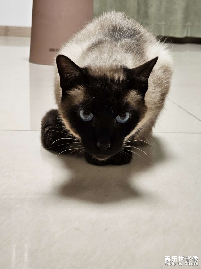 煤老板撒娇卖萌