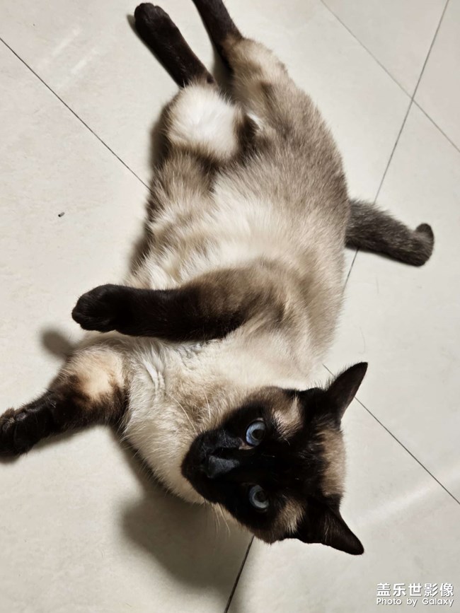 煤老板撒娇卖萌