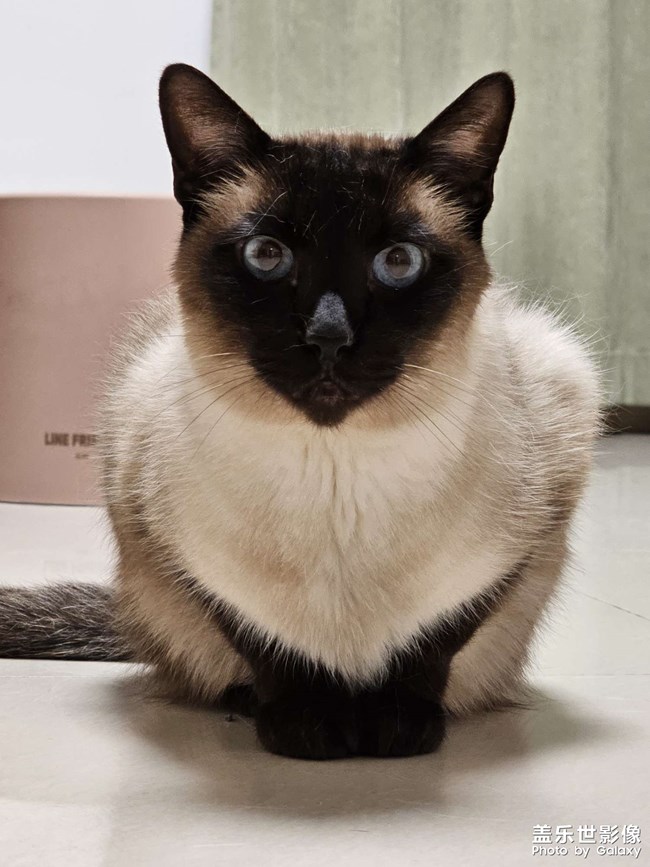 煤老板撒娇卖萌