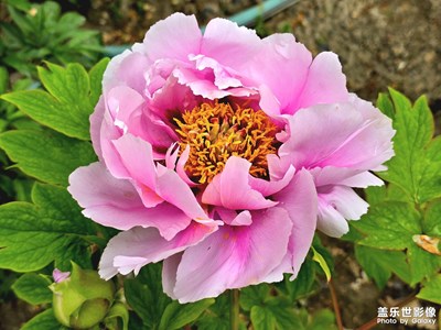【快乐假日】+植物园一日游