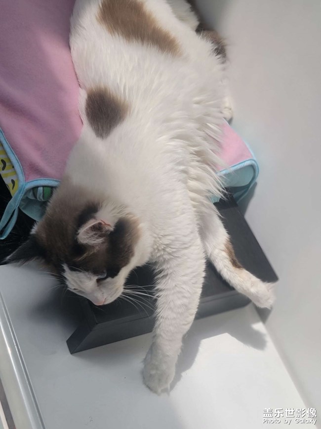 我家的小可爱