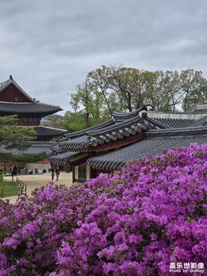 【城市漫步】探寻昌德宫古建之美