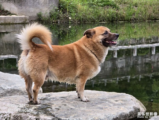 我的狗狗