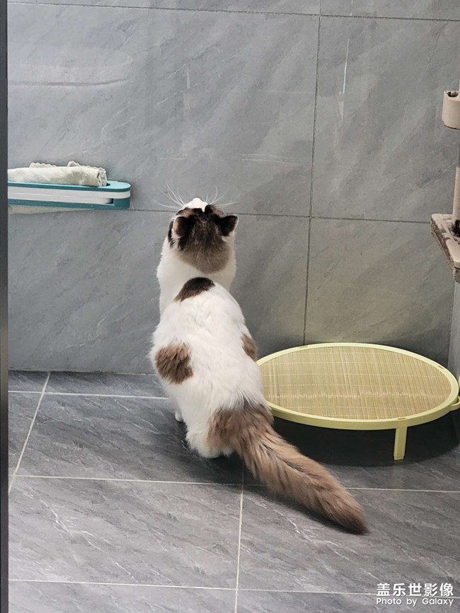 小可爱