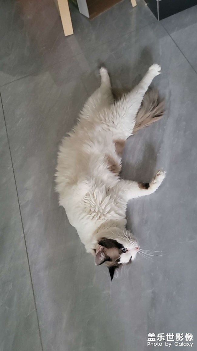 小可爱